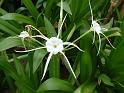 Hymenocallis_4 (1) 